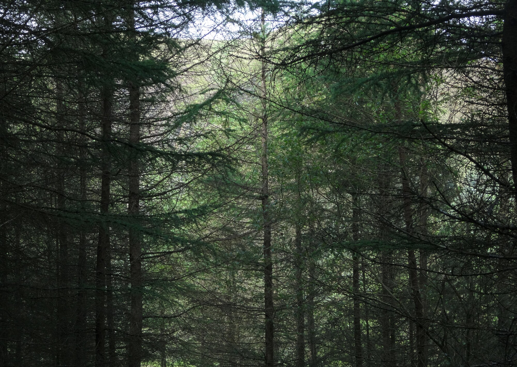 RachelSeabrook.net | Wild Walking | Craig y Pistyll | pic08